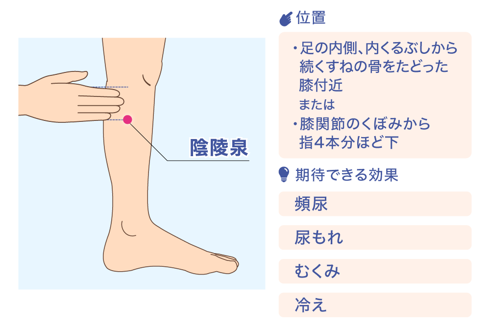 陰陵泉 位置 ·足の内側、内くるぶしから続くすねの骨をたどった膝付近 または ·膝関節のくぼみから指4本分ほど下 期待できる効果 頻尿 尿もれ むくみ 冷え