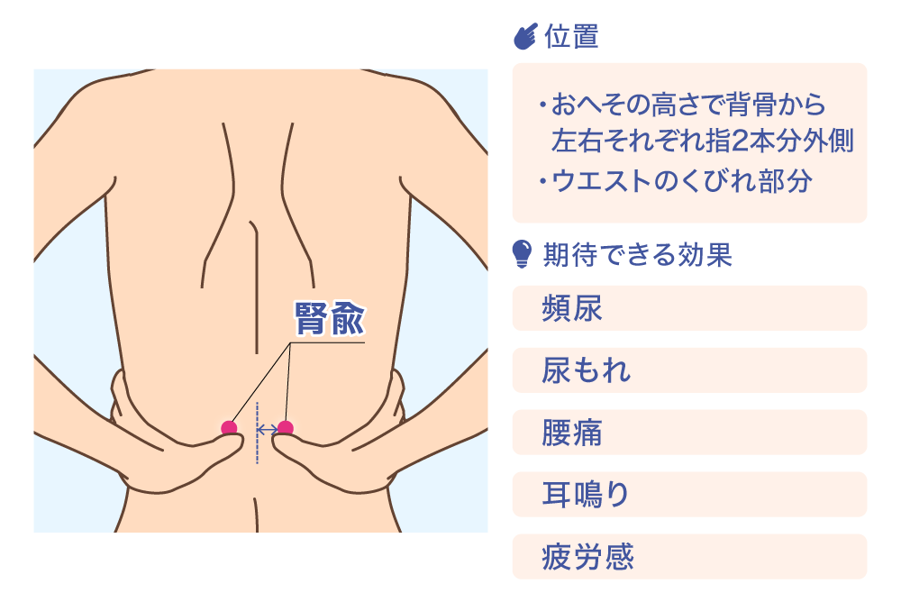 腎兪 位置 ·おへその高さで背骨から左右それぞれ指2本分外側 ·ウエストのくびれ部分 期待できる効果 頻尿 尿もれ 腰痛 耳鳴り 疲労感