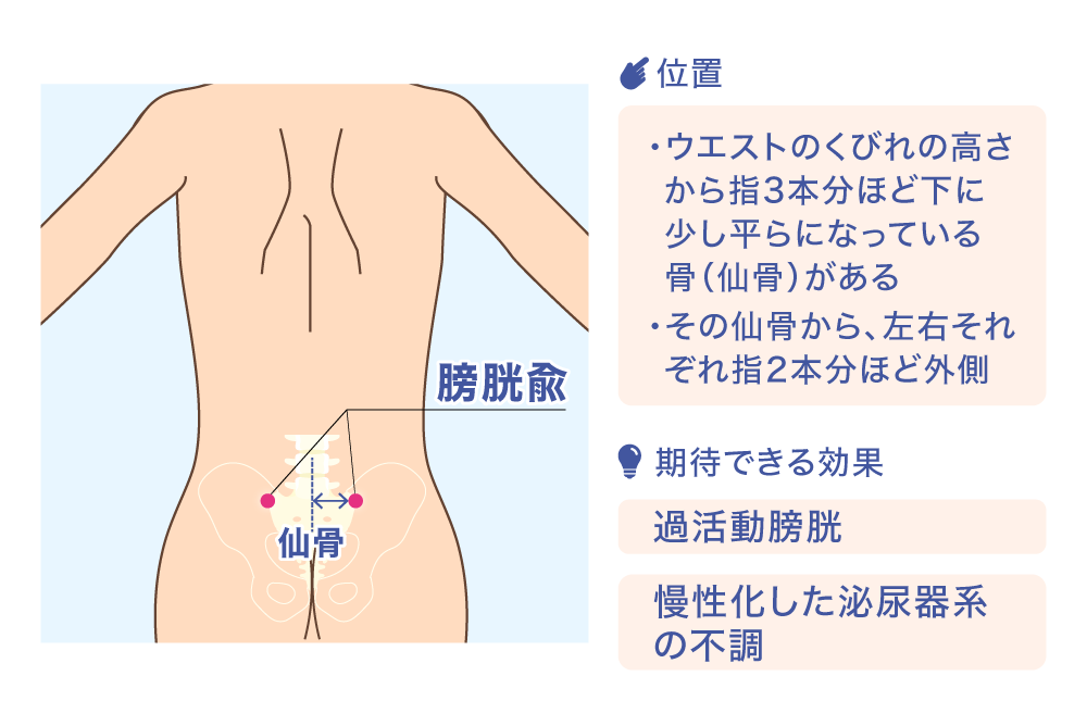 膀胱兪 仙骨 位置 ·ウエストのくびれの高さから指3本分ほど下に少し平らになっている骨(仙骨)がある ·その仙骨から、左右それぞれ指2本分ほど外側 期待できる効果 過活動膀胱 慢性化した泌尿器系の不調
