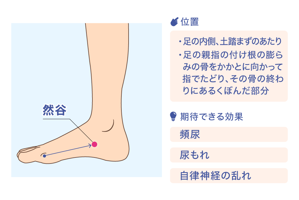 然谷 位置 ·足の内側、土踏まずのあたり ·足の親指の付け根の膨らみの骨をかかとに向かって指でたどり、その骨の終わりにあるくぼんだ部分 期待できる効果 頻尿 尿もれ 自律神経の乱れ